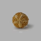 Anello Gold Riccio Aculei - 20001500 misure